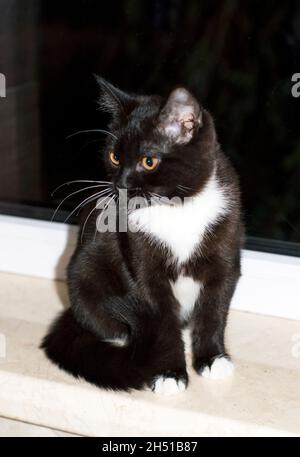 Eine schottische Katze sitzt auf der Fensterbank, das Thema sind heimische Kätzchen Stockfoto