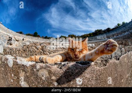 Eine streunende Katze im Großen Theater von Ephesus in Ephesus, einer antiken Stadt in der türkischen Zentralägäis, in der Nähe des heutigen Selçuk. Stockfoto