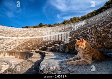 Eine streunende Katze im Großen Theater von Ephesus in Ephesus, einer antiken Stadt in der türkischen Zentralägäis, in der Nähe des heutigen Selçuk. Stockfoto