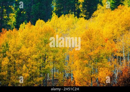Quaking aspen in full autumn color along Bishop Creek, Inyo National Forest, California USA Stockfoto
