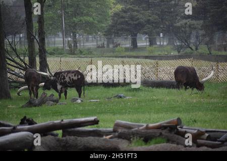 Texas Longhorn Stockfoto
