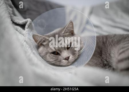 Sick grau Scottish gerade Rasse Katze trägt Haustier medizinischen Kragen Kegel Elizabethan Kragen zu vermeiden lecken im Haus. Britische Katze nach der Operation zu Hause Stockfoto