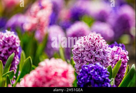 Großes Blumenbett mit bunten Hyazinthen, traditionellen osterblumen, Blumenhintergrund, osterfrühlingshintergrund. Nahaufnahme Makrofoto, selektiv Stockfoto