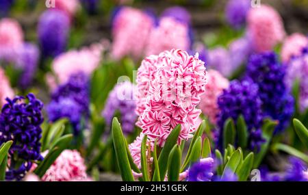 Großes Blumenbett mit bunten Hyazinthen, traditionellen osterblumen, Blumenhintergrund, osterfrühlingshintergrund. Nahaufnahme Makrofoto, selektiv Stockfoto