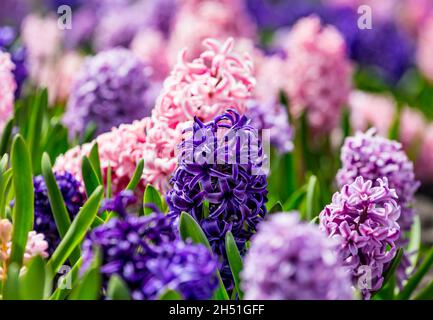 Großes Blumenbett mit bunten Hyazinthen, traditionellen osterblumen, Blumenhintergrund, osterfrühlingshintergrund. Nahaufnahme Makrofoto, selektiv Stockfoto