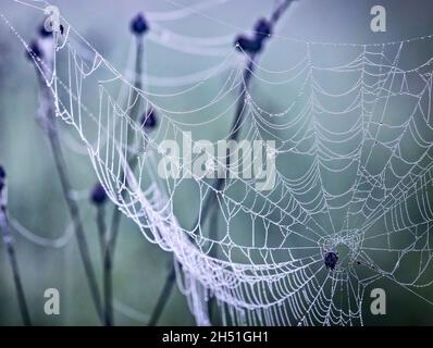 Nahaufnahmen von abstrakten Makroaufnahmen von Spinnweben oder Spinnweben mit Regen- oder Tauwassertropfen im Morgennebel. Natürlicher abstrakter Hintergrund. Stockfoto