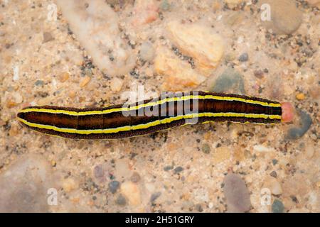 Blick von oben auf die braun-rosa Form der Broom Moth Raupe mit auffälligen schwarzen und gelben Streifen in ihrer Länge Stockfoto