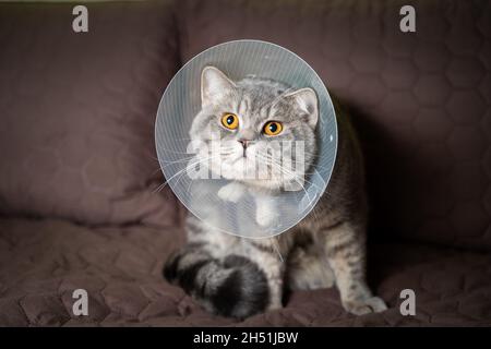 Sick grau Scottish gerade Rasse Katze trägt Haustier medizinischen Kragen Kegel Elizabethan Kragen zu vermeiden lecken im Haus. Britische Katze nach der Operation zu Hause Stockfoto