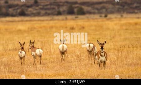 American Pronghorn 'Antilope' macht sich in Lassen County, Kalifornien, USA auf die Kamera zu schauen, während andere Mitglieder ihrer Herde sich fortbewegen. Stockfoto