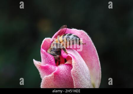 Eine Honigbiene sah, wie sie Nektar saugte und eine wilde Blume in einem privaten Garten entlang der Staatshausstraße bestäubt.Es gibt viele verschiedene Bienenarten auf der Welt. Einige Honigbienenarten werden zur Bestäubung und Honigproduktion sowie für Arzneimittel gehalten. In Kenia wird die wichtigste Art Honigbiene oder APIs mellifera genannt. Dies ist die Bienenart, die den Landwirten vertraut ist, sie haben als Bestäuber kulturelle und ökologische Bedeutung. Die Bewegung von Pollen zwischen Pflanzen ist für die Fortpflanzung und Befruchtung der Pflanzen notwendig, sowohl Zuchtbienen als auch Wildbienen kontrollieren das Wachstum und qua Stockfoto