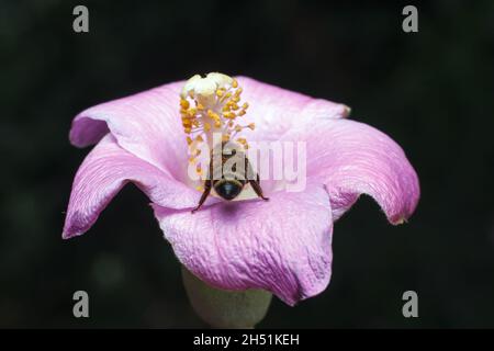 Eine Honigbiene sah, wie sie Nektar saugte und eine wilde Blume in einem privaten Garten entlang der Staatshausstraße bestäubt.Es gibt viele verschiedene Bienenarten auf der Welt. Einige Honigbienenarten werden zur Bestäubung und Honigproduktion sowie für Arzneimittel gehalten. In Kenia wird die wichtigste Art Honigbiene oder APIs mellifera genannt. Dies ist die Bienenart, die den Landwirten vertraut ist, sie haben als Bestäuber kulturelle und ökologische Bedeutung. Die Bewegung von Pollen zwischen Pflanzen ist für die Fortpflanzung und Befruchtung der Pflanzen notwendig, sowohl Zuchtbienen als auch Wildbienen kontrollieren das Wachstum und qua Stockfoto