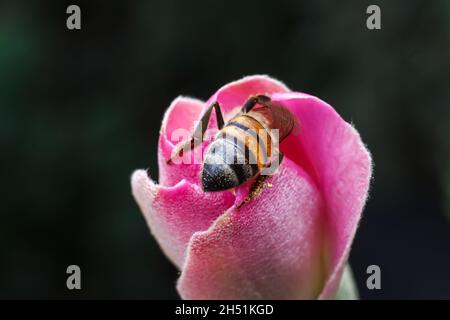 Eine Honigbiene sah, wie sie Nektar saugte und eine wilde Blume in einem privaten Garten entlang der Staatshausstraße bestäubt.Es gibt viele verschiedene Bienenarten auf der Welt. Einige Honigbienenarten werden zur Bestäubung und Honigproduktion sowie für Arzneimittel gehalten. In Kenia wird die wichtigste Art Honigbiene oder APIs mellifera genannt. Dies ist die Bienenart, die den Landwirten vertraut ist, sie haben als Bestäuber kulturelle und ökologische Bedeutung. Die Bewegung von Pollen zwischen Pflanzen ist für die Fortpflanzung und Befruchtung der Pflanzen notwendig, sowohl Zuchtbienen als auch Wildbienen kontrollieren das Wachstum und qua Stockfoto