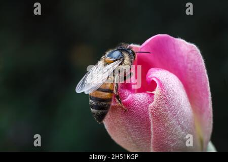 Eine Honigbiene sah, wie sie Nektar saugte und eine wilde Blume in einem privaten Garten entlang der Staatshausstraße bestäubt.Es gibt viele verschiedene Bienenarten auf der Welt. Einige Honigbienenarten werden zur Bestäubung und Honigproduktion sowie für Arzneimittel gehalten. In Kenia wird die wichtigste Art Honigbiene oder APIs mellifera genannt. Dies ist die Bienenart, die den Landwirten vertraut ist, sie haben als Bestäuber kulturelle und ökologische Bedeutung. Die Bewegung von Pollen zwischen Pflanzen ist für die Fortpflanzung und Befruchtung der Pflanzen notwendig, sowohl Zuchtbienen als auch Wildbienen kontrollieren das Wachstum und qua Stockfoto