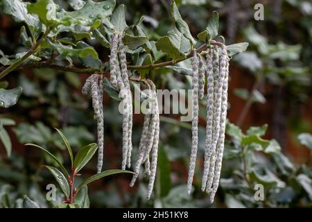 Garrya elliptica James Dach klettert eine Wand hoch Stockfoto