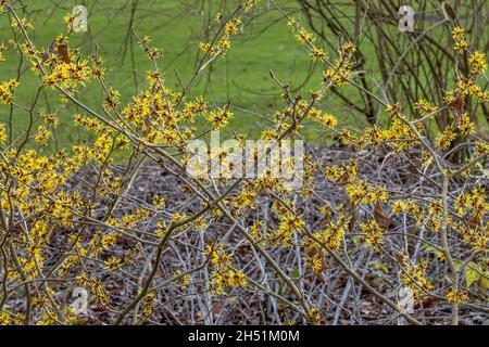 Hamamelis mollis Jermyns Goldstrauch im Winter blühfest Stockfoto