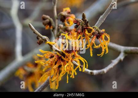 Zweig von Hamamelis x intermedia Vesna blüht im Winter Stockfoto