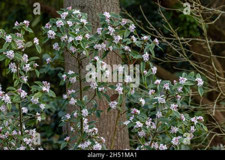 Blassrosa Blüten von Daphne bholua im Winter Stockfoto