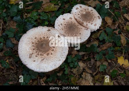 Drei Parasol-Pilze (Macrolepiota procera) auf einem offenen Platz in einem Wald aus der Sicht eines hohen Winkels Stockfoto