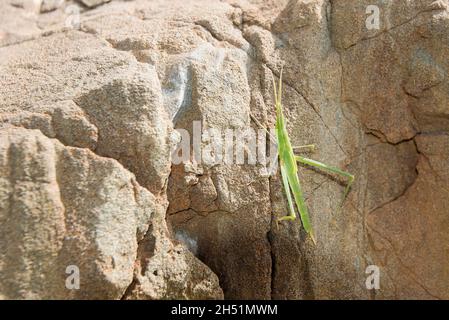 Gemeiner Kegelkopfgrasshopper (Acrida ungarica), der auf einem Felsen klettert Stockfoto