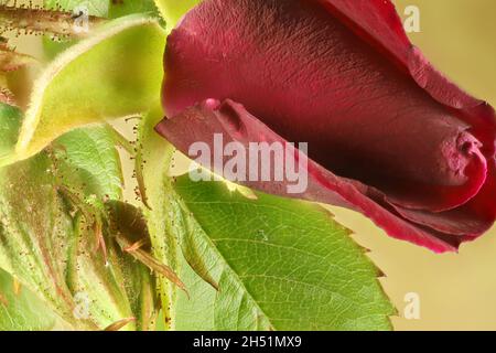 Makroaufnahme von tiefroten Rosenblüten und Laub Stockfoto