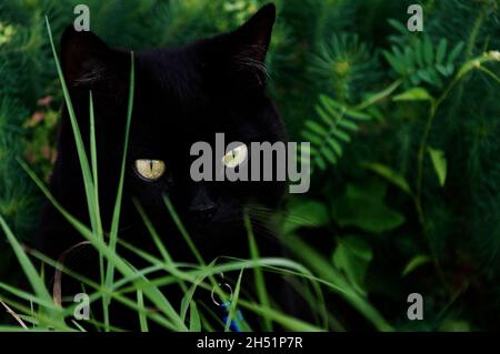 Porträt der schwarzen Katze im grünen Gras Nahaufnahme Stockfoto