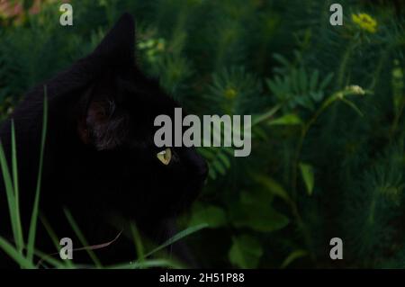 Porträt der schwarzen Katze im grünen Gras Nahaufnahme Stockfoto