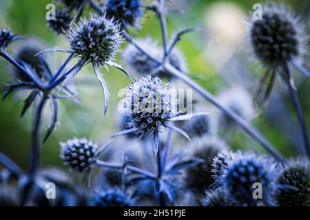 Blaue Blüten, Stängel und Blätter der dornigen Pflanze Eryngium planum, oder der blauen Eryngo oder flachen Seetauchblume. Stockfoto