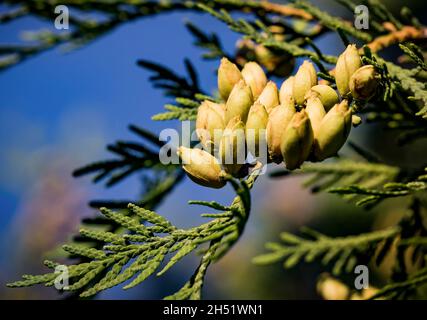 Nadelbaum immergrün Thuja Orientalis oder nördlichen weißen Zedernzweig eine Nahaufnahme der unreifen Samenkegel . Thuja Ast Blätter mit kleinen Zapfen auf blau Stockfoto