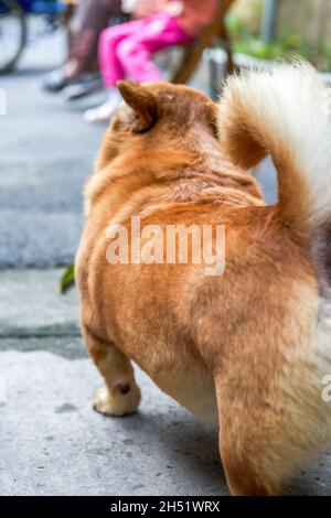 Ein süßer gelber Corgi-Crossbreed-Hund Stockfoto