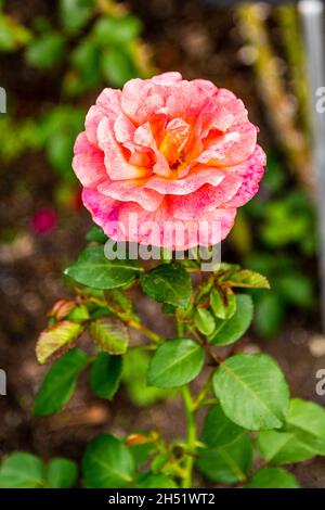 Wunderschöne Rose im Manito Park Stockfoto