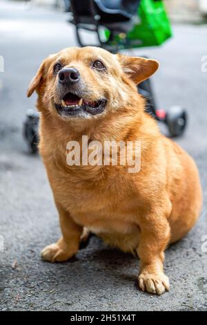 Ein süßer gelber Corgi-Crossbreed-Hund Stockfoto