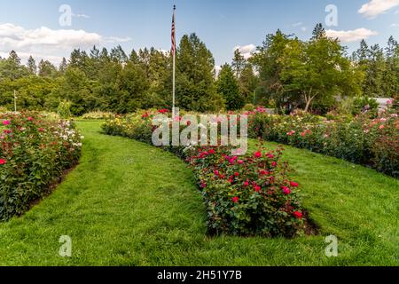 Rose Garden im Manito Park Stockfoto