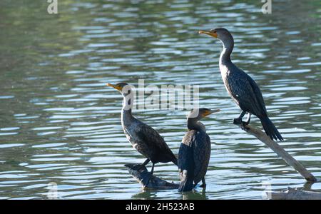 Drei Doppelkrebskormorane (Phalacrocorax auritus) auf einer Zweigstelle im Sepulveda Basin Wildlife Reserve, Woodley, Kalifornien, USA Stockfoto