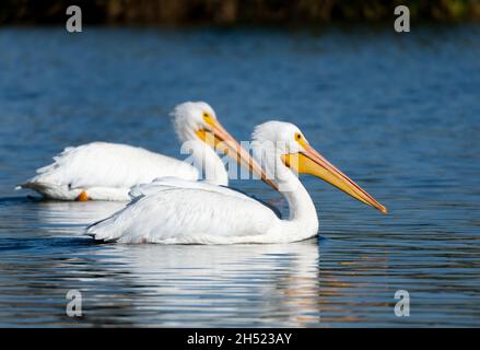 Im Sepulveda Basin Wildlife Reserve in Woodley, Kalifornien, USA, schwimmen amerikanische weiße Pelikane (Pelecanus erythrorhynchos) im See Stockfoto
