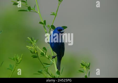 Wunderschöner Indigo-Vogel, der auf einer dünnen grünen Pflanze auf einem verschwommenen Hintergrund im Wald thront Stockfoto