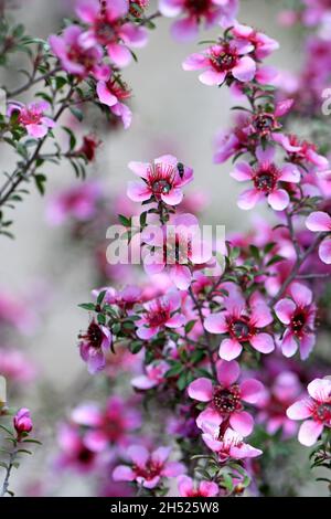 Schöne australische einheimische rosa Manuka-Teebaum-Blüten von Leptospermum scoparium, Familie Myrtaceae, wächst in Sydney Stockfoto