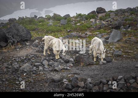 Zwei Bergziegen gehen zu ihrem Geschäft, Bergziege auf dem Berg, Bergziege geht hoch in den Bergen auf dem grünen Glas Stockfoto