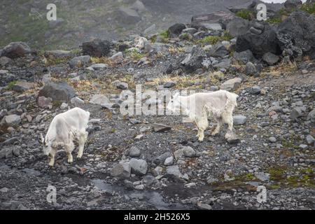 Zwei Bergziegen gehen zu ihrem Geschäft, Bergziege auf dem Berg, Bergziege geht hoch in den Bergen auf dem grünen Glas Stockfoto