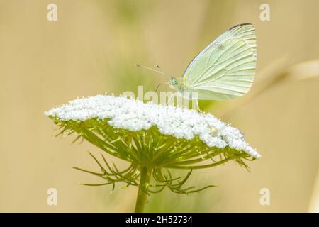 Ein weißer Kohl-Schmetterling, der von einer Anisblüte ernährt wird Stockfoto