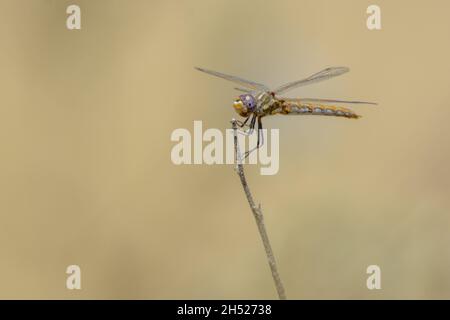 Eine orangefarbene Libelle mit violetten Augen thront auf einem kleinen toten Stock Stockfoto