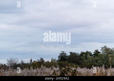 Starings Masse auf RSPB Newport Wetlands. Jeden Winter führen große Zahlen ein Luftballett über den Rückbetten auf Stockfoto