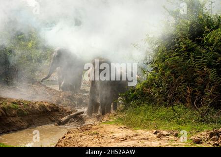 Big Head Elefant mit großem weißen Tuschkopf Kontrollieren Sie die große Herde von Elefanten Familie im Wald.Ein WILDES Elefantenfamilie Junges Baby.Rennen weg von so Stockfoto