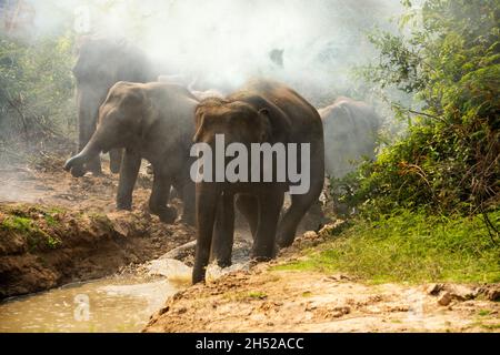 Big Head Elefant mit großem weißen Tuschkopf Kontrollieren Sie die große Herde von Elefanten Familie im Wald.Ein WILDES Elefantenfamilie Junges Baby.Rennen weg von so Stockfoto