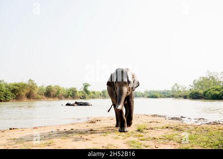 Junger Elefant, der im Rive spielt, läuft vom Fluss zur Kamera glücklich und sehr lustig. Stockfoto