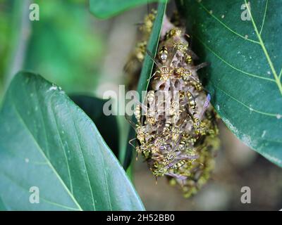 Eastern Yellowjacket Papierwespen hive in grünen Blatt Pflanzenbaum, Gruppe von europäischen Hornisse oder gemeinsame Vespa im Wald, Gelbe und schwarze Streifen auf der bo Stockfoto