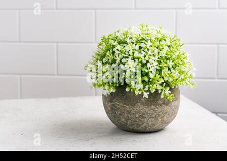 Schöne dekorative Pflanzen auf Küchentisch. Kücheneinrichtung im Hintergrund. Künstliche immergrüne Pflanzen in Steintöpfen. Speicherplatz kopieren Stockfoto