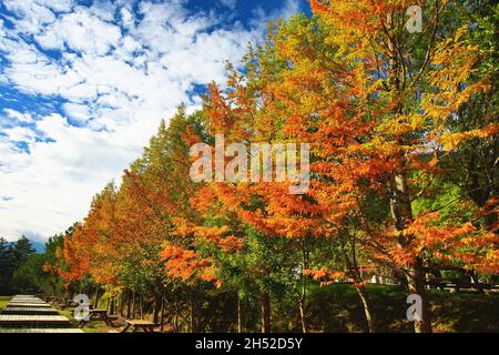 Wunderschöne Herbstlandschaft mit vielen goldenen LaubZypressen (SumpfZypresse, Südliche Zypresse, Weißwabenkelze) Bäumen an einem sonnigen Tag Stockfoto