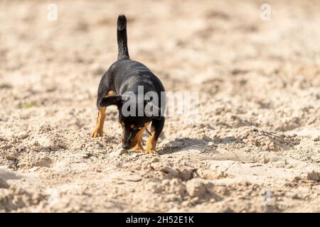 Jack Russell Terrier läuft auf grünem GrasYoung Jack Russell Terrier schnüffelt auf gelbem Sand. Der junge braun-schwarze Hund scheint in der Sonne. FrontView, c Stockfoto