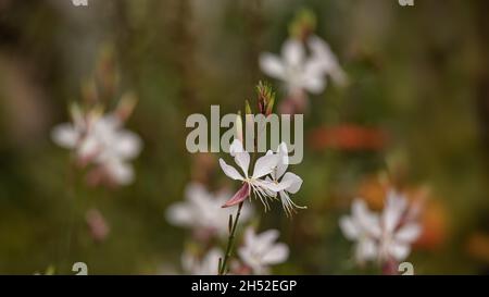 Nahaufnahme von Blumen von Oenothera lindheimeri 'Karalee White' in einem Garten Stockfoto