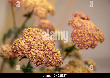 Nahaufnahme der Blüten von Achillea millefolium im Spätsommer in einem Garten Stockfoto